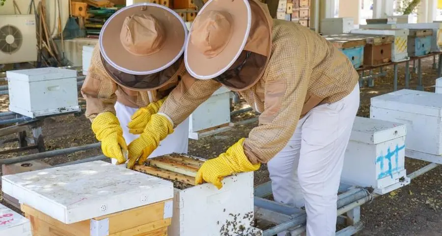 ADAFSA launches ambitious programme for sustainable beekeeping and honey production in Abu Dhabi