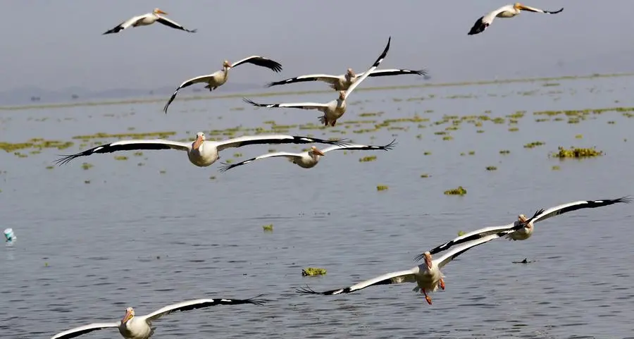 Mexico says mass bird die-off 'most probably' due to Pacific warming