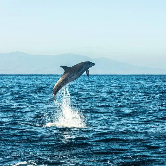 Spinner dolphins spotted in Qatari territorial waters: ministry