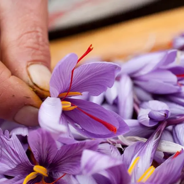 AlUla saffron earns ‘Grade One’ status as cultivation expands