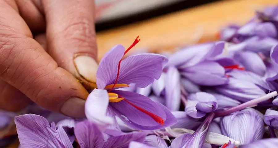 AlUla saffron earns ‘Grade One’ status as cultivation expands