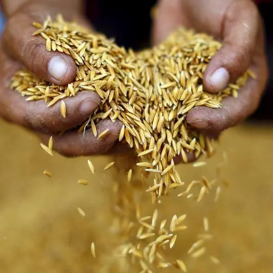 Dry soil to curb Asia's early 2024 rice output, pressure supply