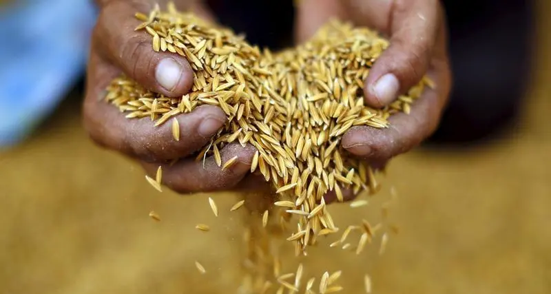 Dry soil to curb Asia's early 2024 rice output, pressure supply