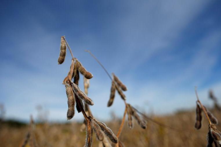 Soybeans rises for fifth session on Brazilian weather corn firm Soybeans rises for fifth session on Brazilian weather corn firm