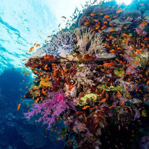 Egypt launches Red Sea Initiative to protect coral reefs, advance sustainable blue economy
