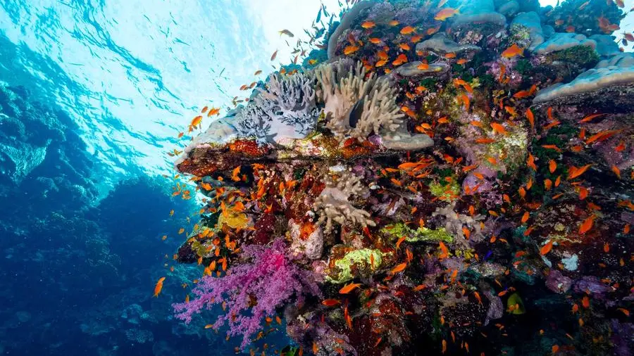 Egypt launches Red Sea Initiative to protect coral reefs, advance sustainable blue economy