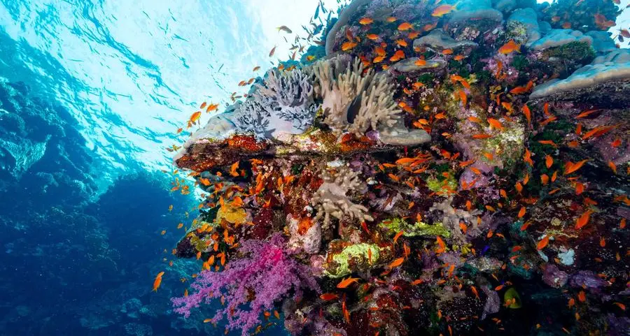 Egypt launches Red Sea Initiative to protect coral reefs, advance sustainable blue economy