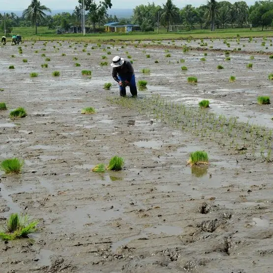 Global rice prices hit 15-year high after India curbs: FAO
