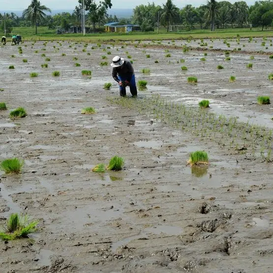 Banks to ramp up lending to agriculture sector in Philippines