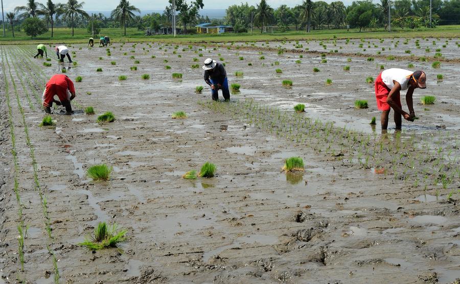 Agriculture Losses Due To El Niño Hit Philippines