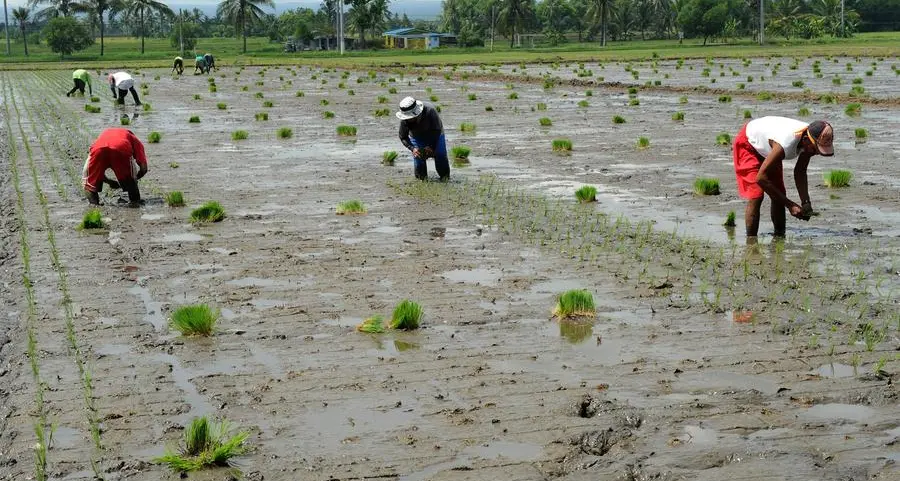 Agriculture losses due to El Niño in Philippines