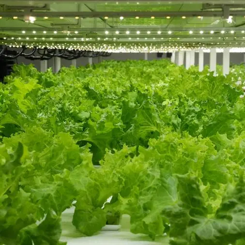 UAE-based Pure Food Technology unveils game-changing innovation in vertical farming to offer food security to UAE