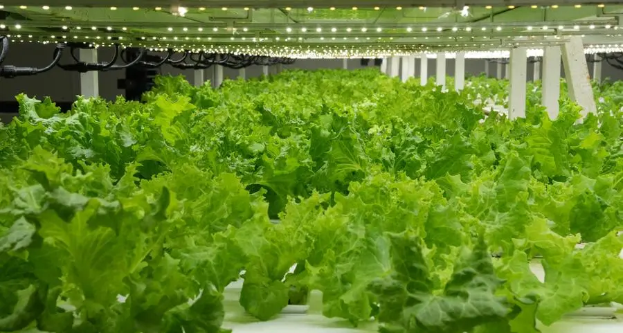 UAE-based Pure Food Technology unveils game-changing innovation in vertical farming to offer food security to UAE