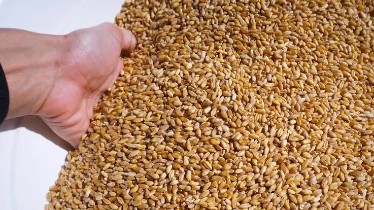 Chicago soybeans fall on potential Trump-Xi meeting delay