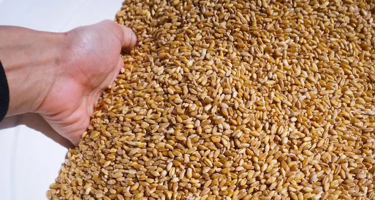 Wheat futures rise as dry weather threatens US production