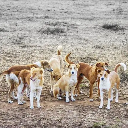 Muscat Municipality launches ‘Rifq’ initiative for stray animal welfare