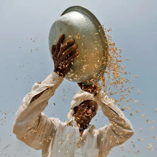 India may introduce floor price for basmati rice exports - sources