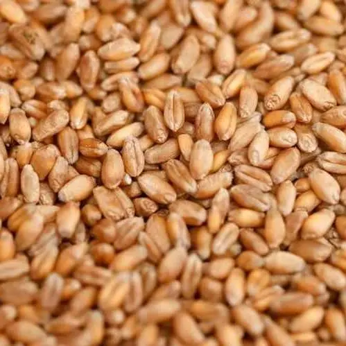 روسيا تتبرع بـ 25 ألف طن من القمح للبنان
