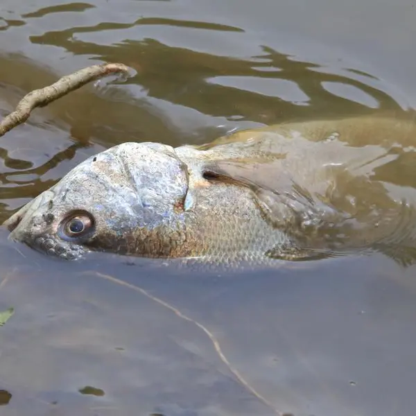 Dubai: Dead fish spotted in some water channels; municipality clarifies cause