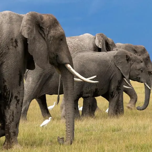Study shows elephants might call each other by name