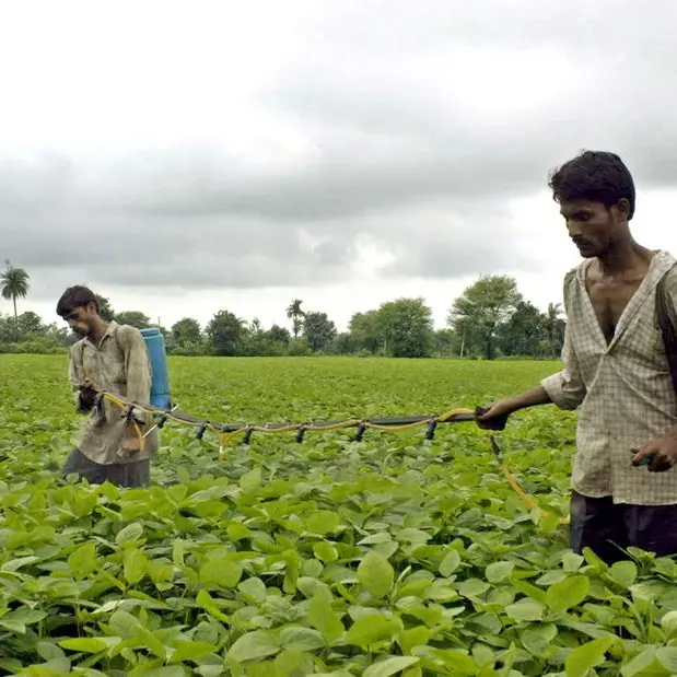 India's soybean output likely to drop y/y amid erratic rains - industry