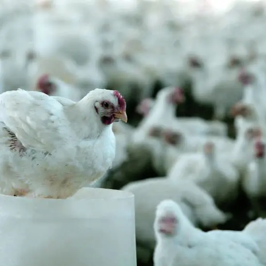S.Africa's Quantum Foods says about 2mln chickens killed by bird flu