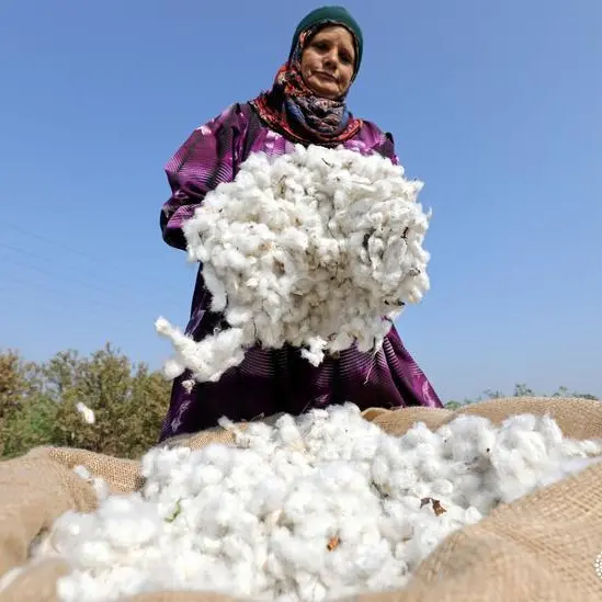 Egypt cultivates cotton in desert conditions for first time in South Sinai