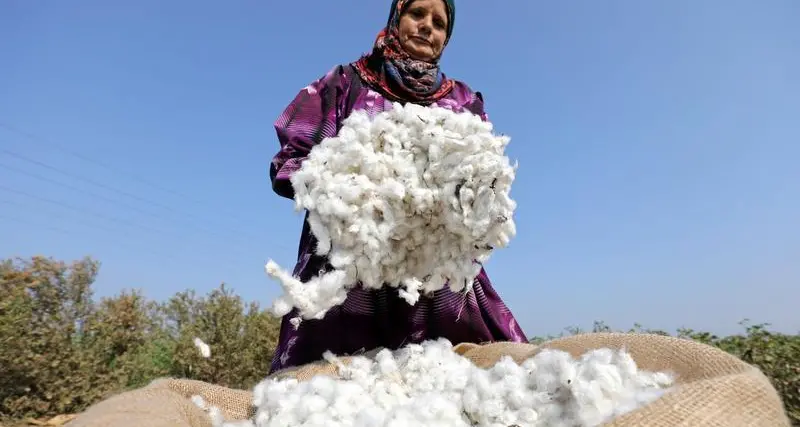 Egypt cultivates cotton in desert conditions for first time in South Sinai