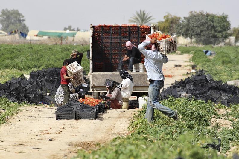 Jordan's food self-sufficiency rises to 61.4% in 2024