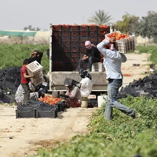 Jordan's food self-sufficiency rises to 61.4% in 2024