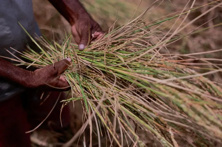 Drought Dents Sri Lanka S Economic Hopes Farmers Livelihood   Sri Lanka Crisis Drought.webp