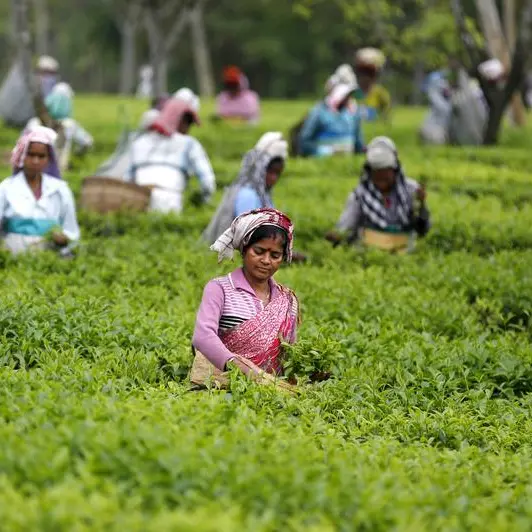 India's April tea output drops 11.2% y/y