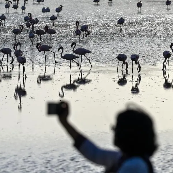 Airplane hits Indian flamingo flock