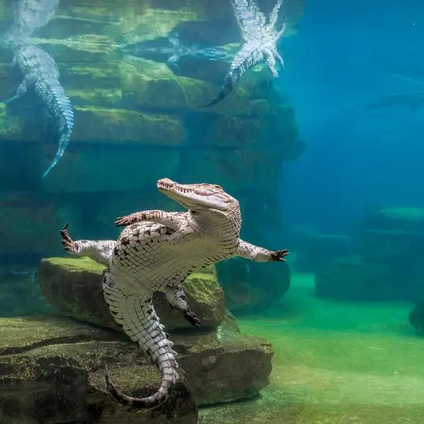 Dubai Crocodile Park announces nesting season
