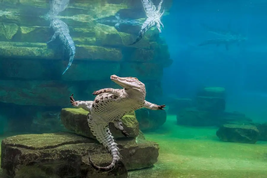 Dubai Crocodile Park aquarium. Images: Supplied