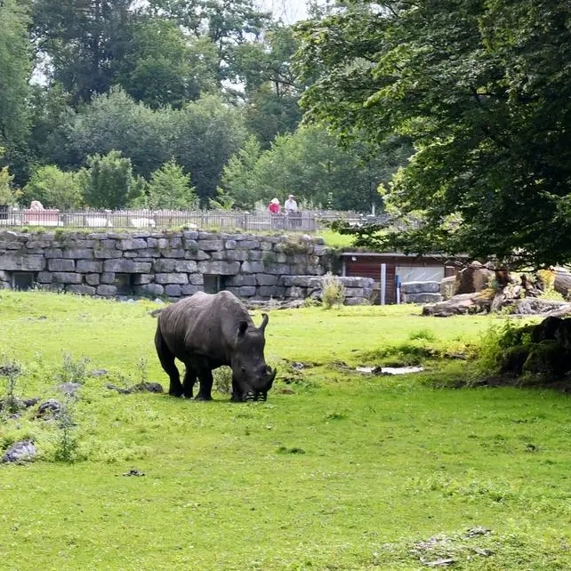 Rhino kills keeper, injures another in Austria zoo