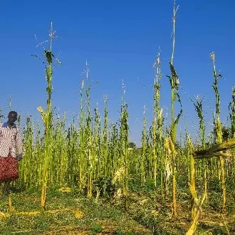 Agricultural experts chart a roadmap to boost crop yields in Eritrea and Ethiopia