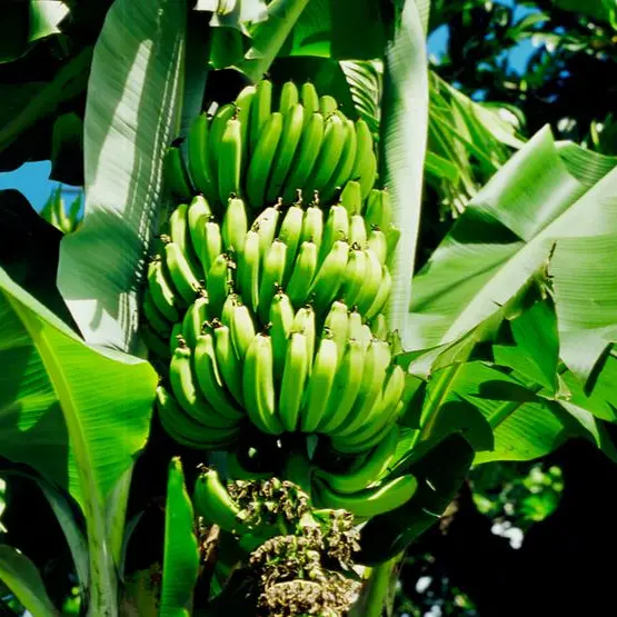 Saudi Arabia localizes banana seedling production to boost agriculture and self-sufficiency