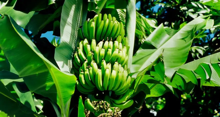 Saudi Arabia localizes banana seedling production to boost agriculture and self-sufficiency