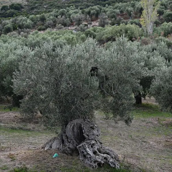 Winter isn't coming: climate change hits Greek olive crop