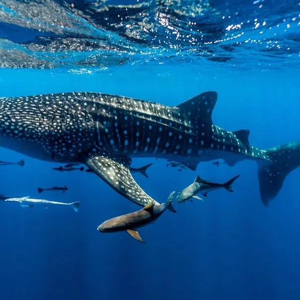 Whale sharks spotted along Muscat coastline ahead of season