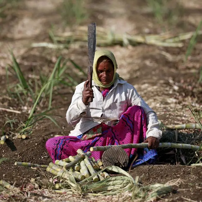 India's sugar industry off to a slow start, Oct-Nov output falls