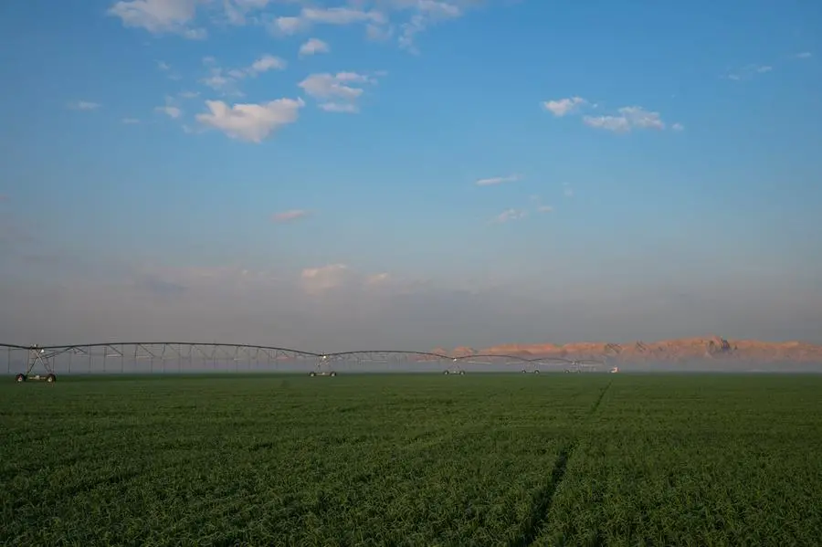 Sharjah Ruler inspects Mleiha wheat farm.\\nImage courtesy WAM