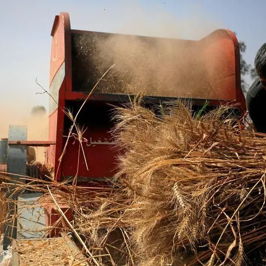 Egypt requests 150% annual wheat credit limit increase from ITFC