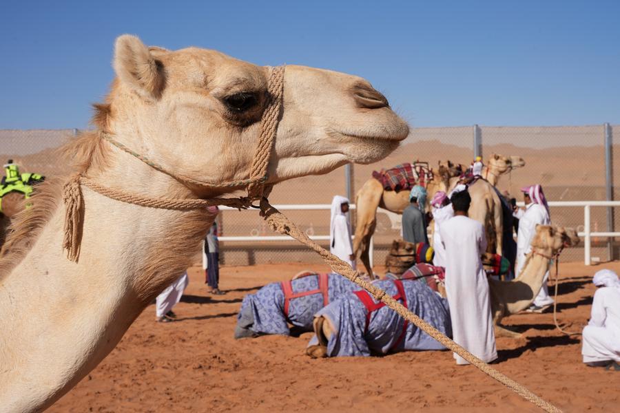Saudi Arabia launches camel passport to regulate and digitize camel sector