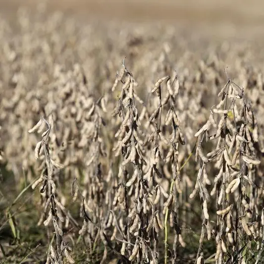 Soybeans edge higher, but harvest pressure caps gains