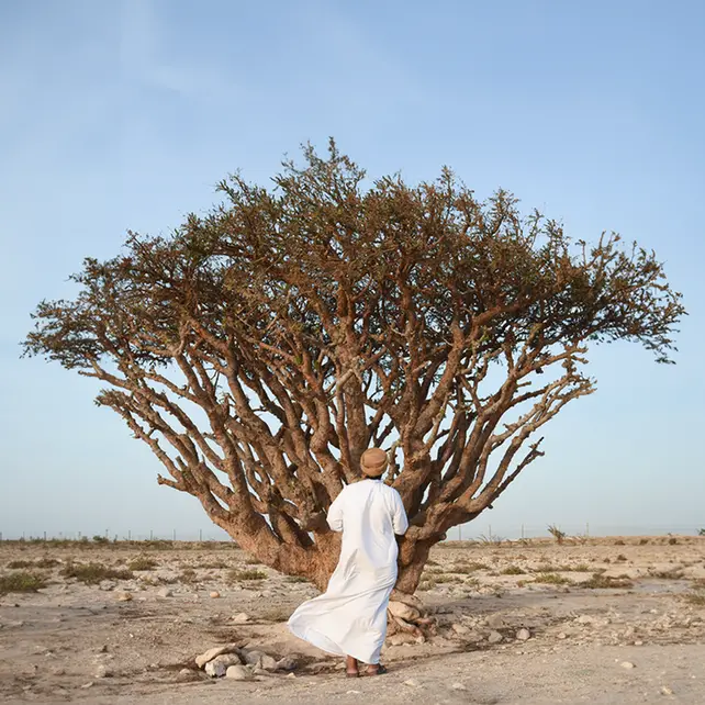 Amouage prepares for first frankincense harvest at UNESCO World Heritage Site ‘Wadi Dawkah’