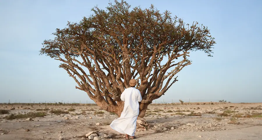 Amouage prepares for first frankincense harvest at UNESCO World Heritage Site ‘Wadi Dawkah’