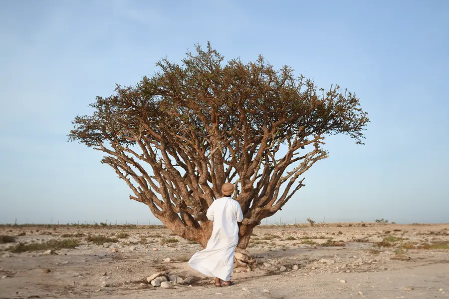 Amouage prepares for first frankincense harvest at UNESCO World