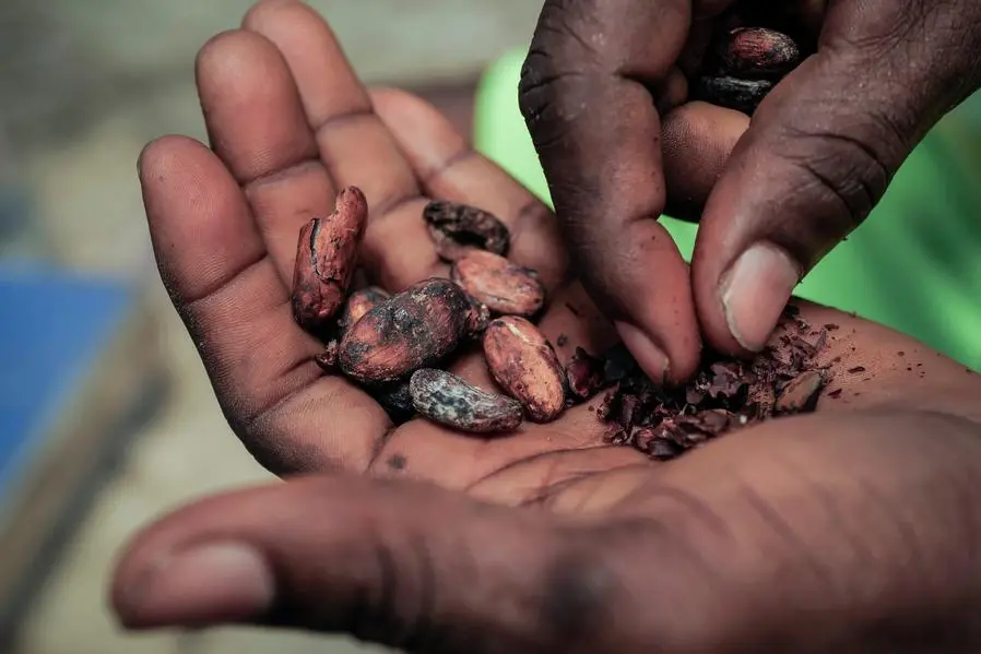 Chocolate prices to keep rising as West Africa’s cocoa crisis deepens